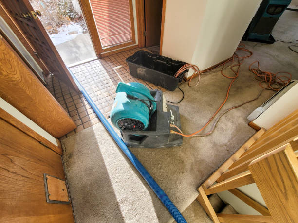 Best Mold removal after water damage  in Allison Rk, PA